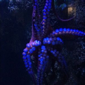 Meet your Posher, Jessi